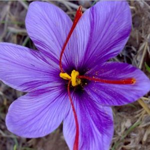 Meet your Posher, S&s_america